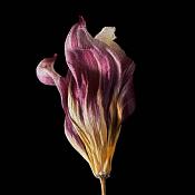 gedroogde tulp (tulipa denmark) 2-2012 4842